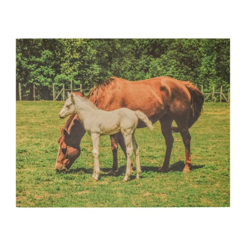 Cute Foal Horse Baby Animals Wood Wall Art