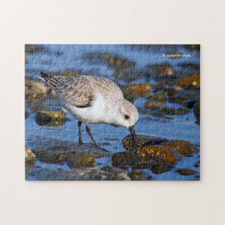 Cute Foraging Sanderling Sandpiper on Winter Beach
