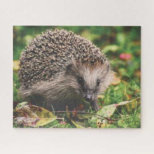 Cute Forest Hedgehog Nature  Jigsaw Puzzle