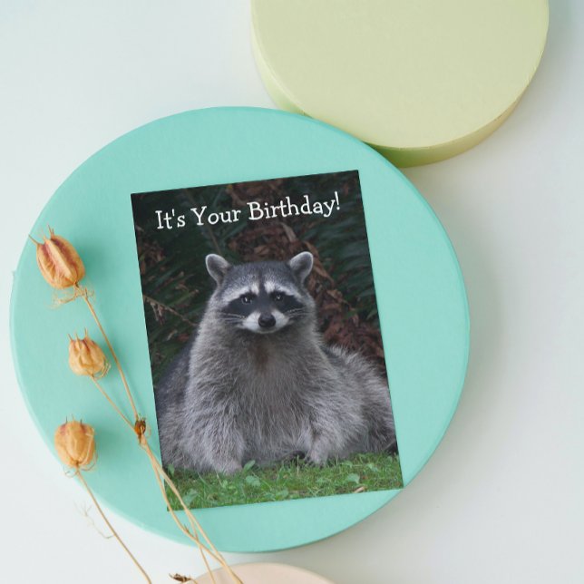 Cute Forest Raccoon Funny Wildlife Birthday Card (In Situ)