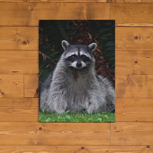 Cute Forest Raccoon Wildlife Photo Canvas Print