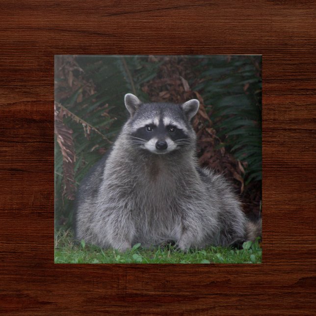 Cute Forest Raccoon Wildlife Photo Ceramic Tile (In Situ)