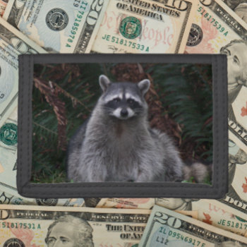Cute Forest Raccoon Wildlife Photo Trifold Wallet by northwestphotos at Zazzle