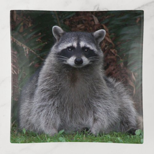 Cute Forest Raccoon Wildlife Photo Trinket Tray