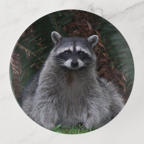 Cute Forest Raccoon Wildlife Photo Trinket Tray