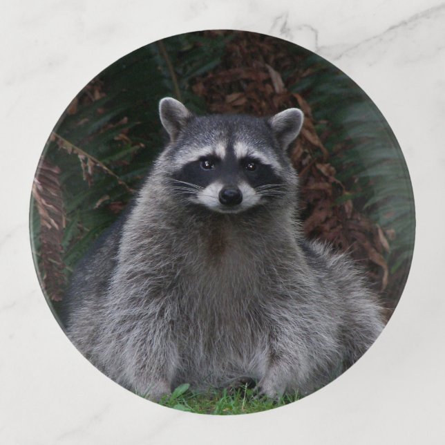 Cute Forest Raccoon Wildlife Photo Trinket Tray (Front)
