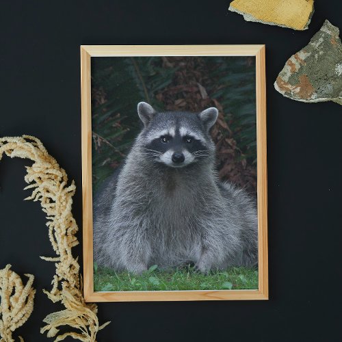 Cute Forest Raccoon Wildlife Photographic Poster