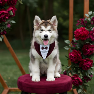 Cute Formal Burgundy Tuxedo Bowtie Pet Wedding Bandana Collar
