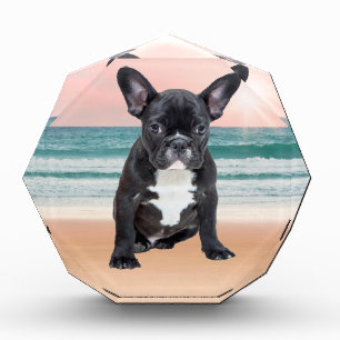 Cute French Bulldog Beach Sun Water Award