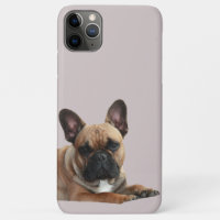 Cute French Bulldog