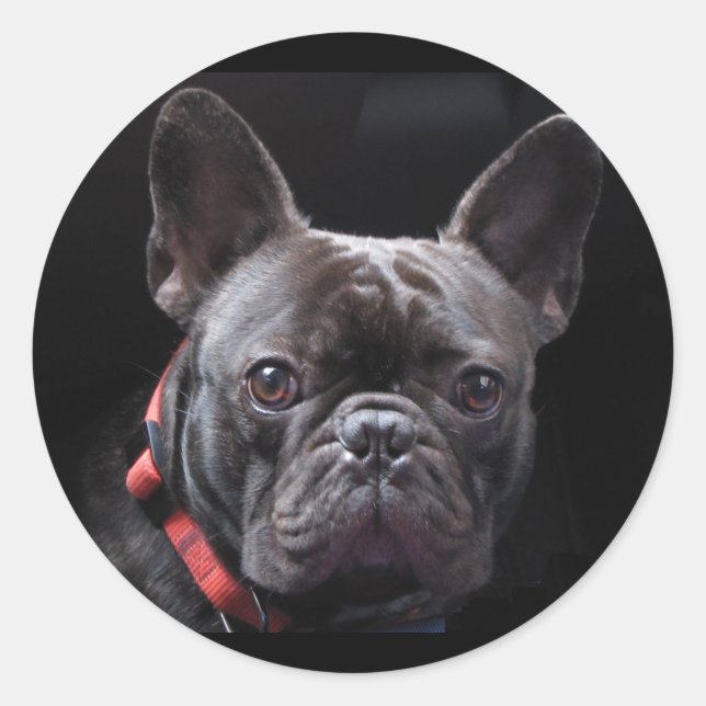 Cute French Bulldog Classic Round Sticker (Front)