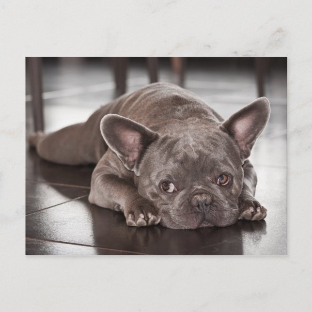 Cute French Bulldog Dog Photo Postcard (Front)