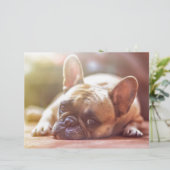Cute French Bulldog Face, Lying Down (Standing Front)