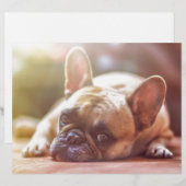 Cute French Bulldog Face, Lying Down (Front/Back)