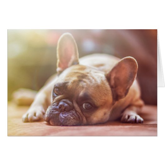 Cute French Bulldog Face, Lying Down Cards (Front Horizontal)