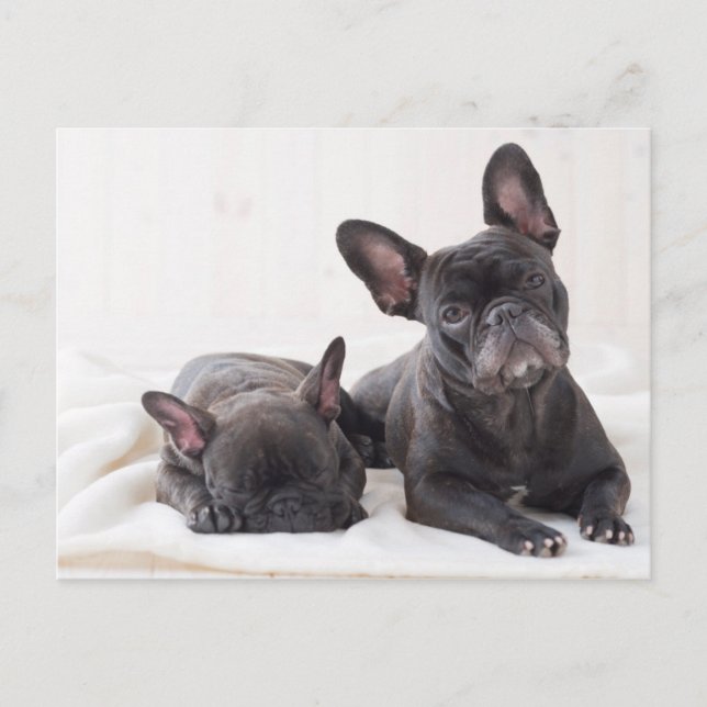 Cute French Bulldog Postcard (Front)