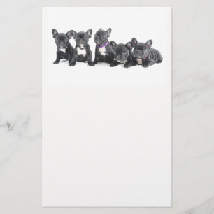 Cute French Bulldog Puppies Flyer