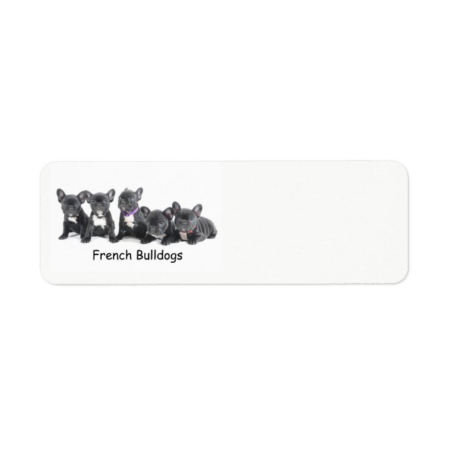 Cute French Bulldog Puppies Label (Front)