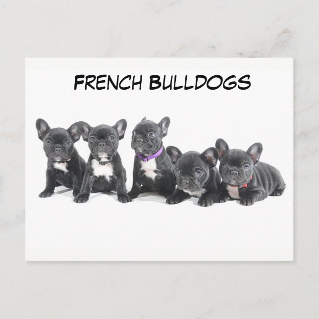 Cute French Bulldog Puppies Postcard (Front)