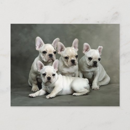 Cute French Bulldog Puppies Postcard