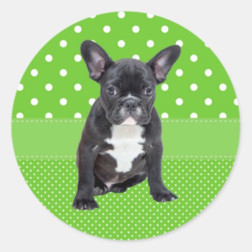 Cute French Bulldog Puppy Green Polka Dots Classic Round Sticker
