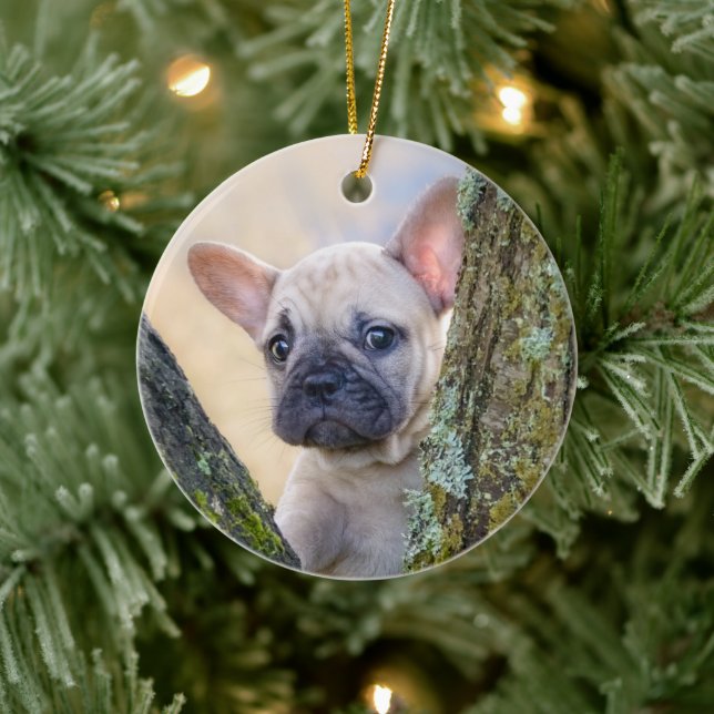 Cute French Bulldog Puppy Posing in a Branch Fork Ceramic Ornament (Tree)