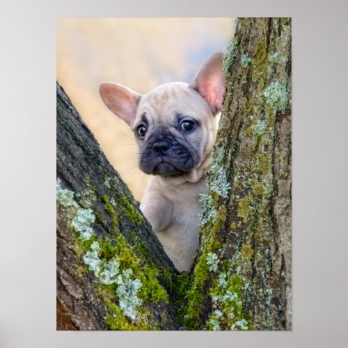 Cute French Bulldog Puppy Posing in a Branch Fork  Poster