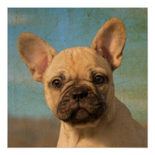 Cute French Bulldog Puppy Vintage Portrait Photo _ Poster