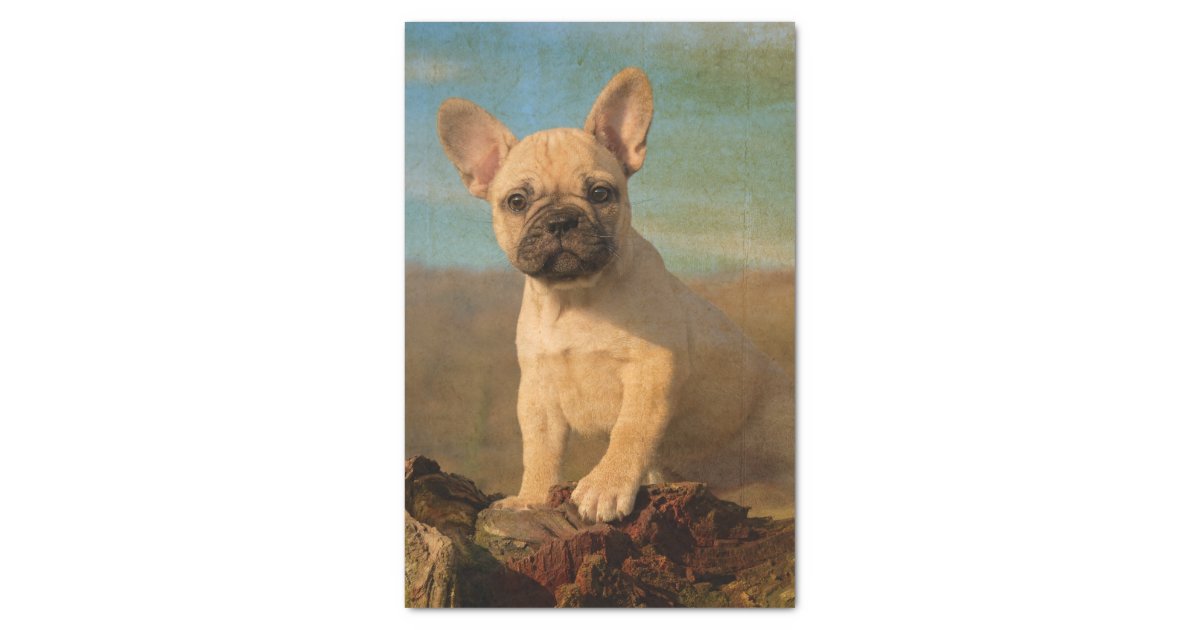 Cute French Bulldog Puppy Vintage Tissue Paper Zazzle Com