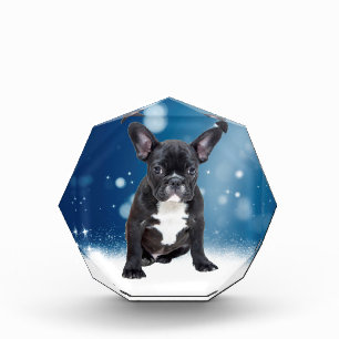 Cute French Bulldog Snow Stars Blue Christmas Acrylic Award