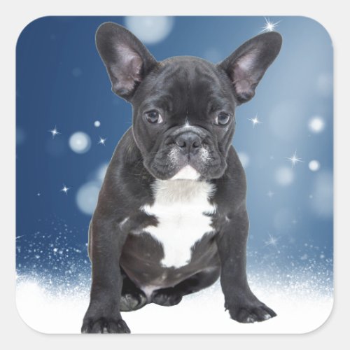 Cute French Bulldog Snow Stars Blue Christmas Square Sticker