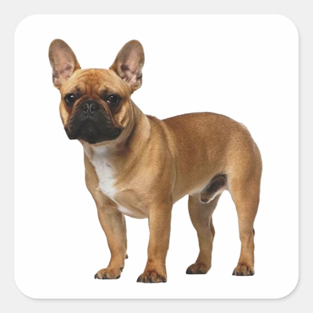 Cute Frenchie Puppy Dog French Bulldog  Square Sticker (Front)