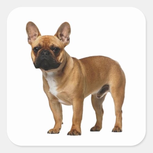 Cute Frenchie Puppy Dog French Bulldog  Square Sticker