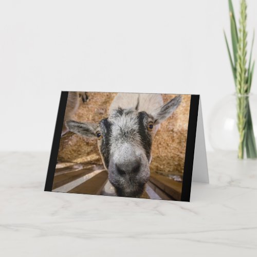 Cute Friendly Brown and Black Nubian Goat Photo Card