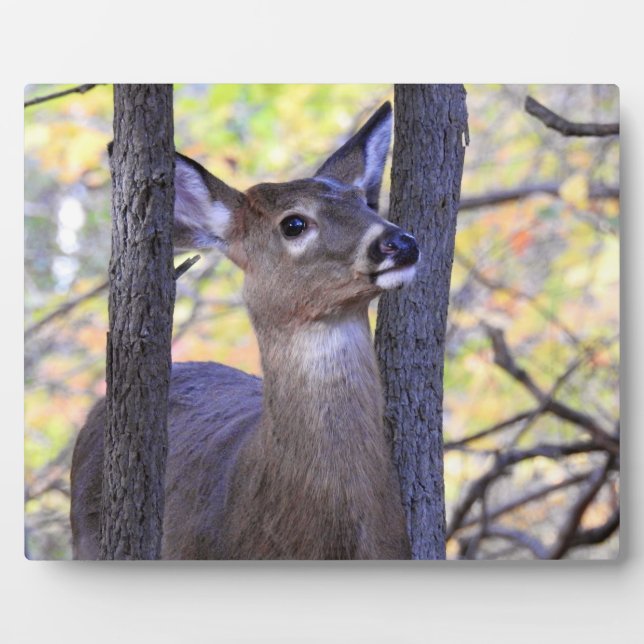 Cute Friendly Deer In the woods Plaque (Front)