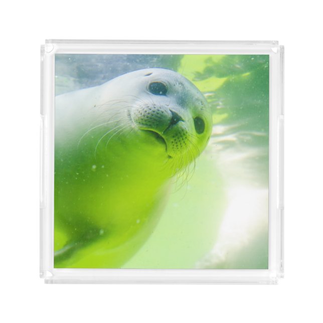 Cute Friendly Seal Underwater Acrylic Tray (Front)