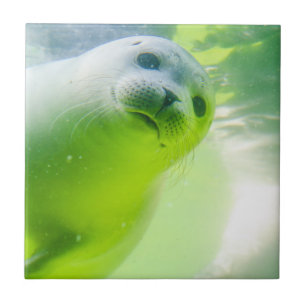 Cute Friendly Seal Underwater Ceramic Tile