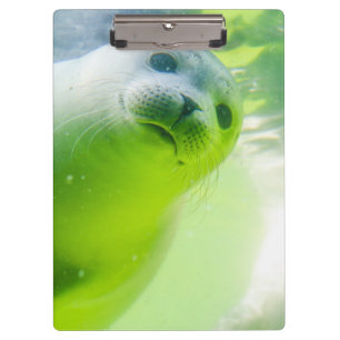 Cute Friendly Seal Underwater Clipboard