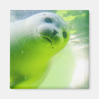 Cute Friendly Seal Underwater Magnet