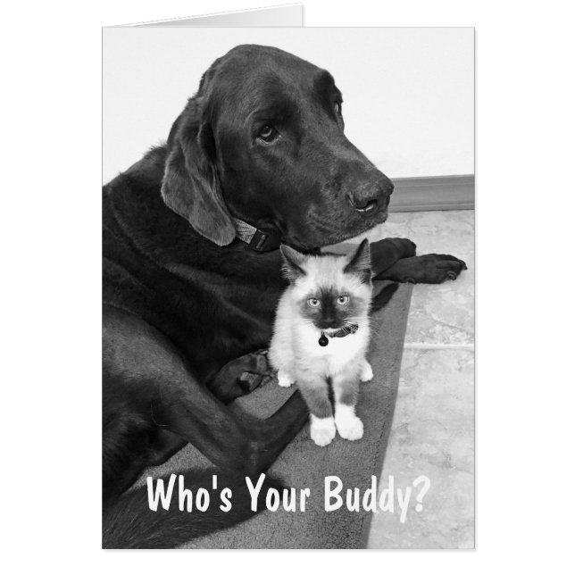 Cute Friends Labrador Kitten Photo Custom Cards (Front)