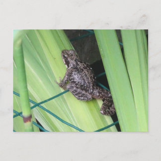 Cute Frog DIY Postcard