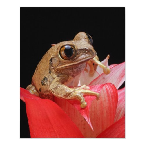 Cute Frog on Red Flower Poster