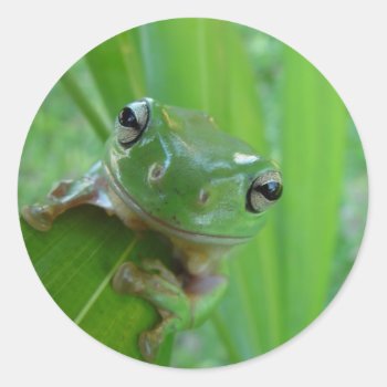 Cute Frog Stickers by Regella at Zazzle