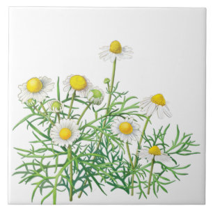 Cute Fun Vintage Camomile Flowers Ceramic Tile
