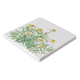Cute Fun Vintage Chamomile Floral Trivet