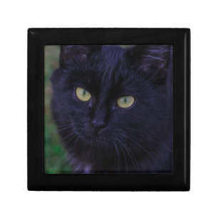 Cute Funky Black Cat Kitten Yellow Eyes Gift Box