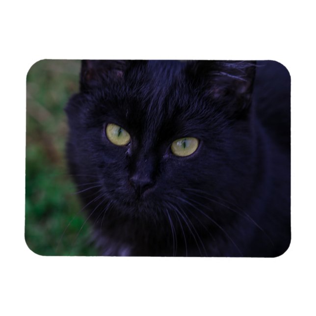 Cute Funky Black Cat Kitten Yellow Eyes Magnet (Horizontal)