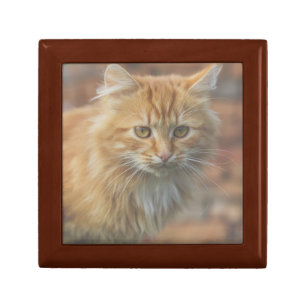 Cute Funky Ginger Cat Kitten Face Gift Box