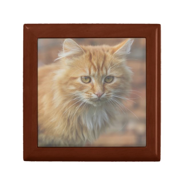 Cute Funky Ginger Cat Kitten Face Gift Box (Front)