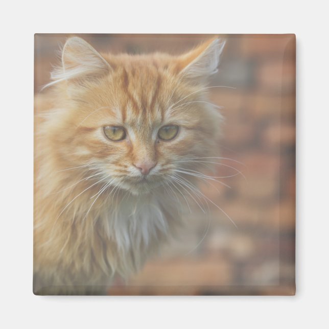 Cute Funky Ginger Cat Kitten Face Magnet (Front)